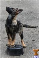 german shepherd puppy posted by Yosemite _Shepherds